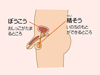 簡略化した性器の解剖図(男の子)