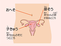 簡略化した性器の解剖図（女の子）