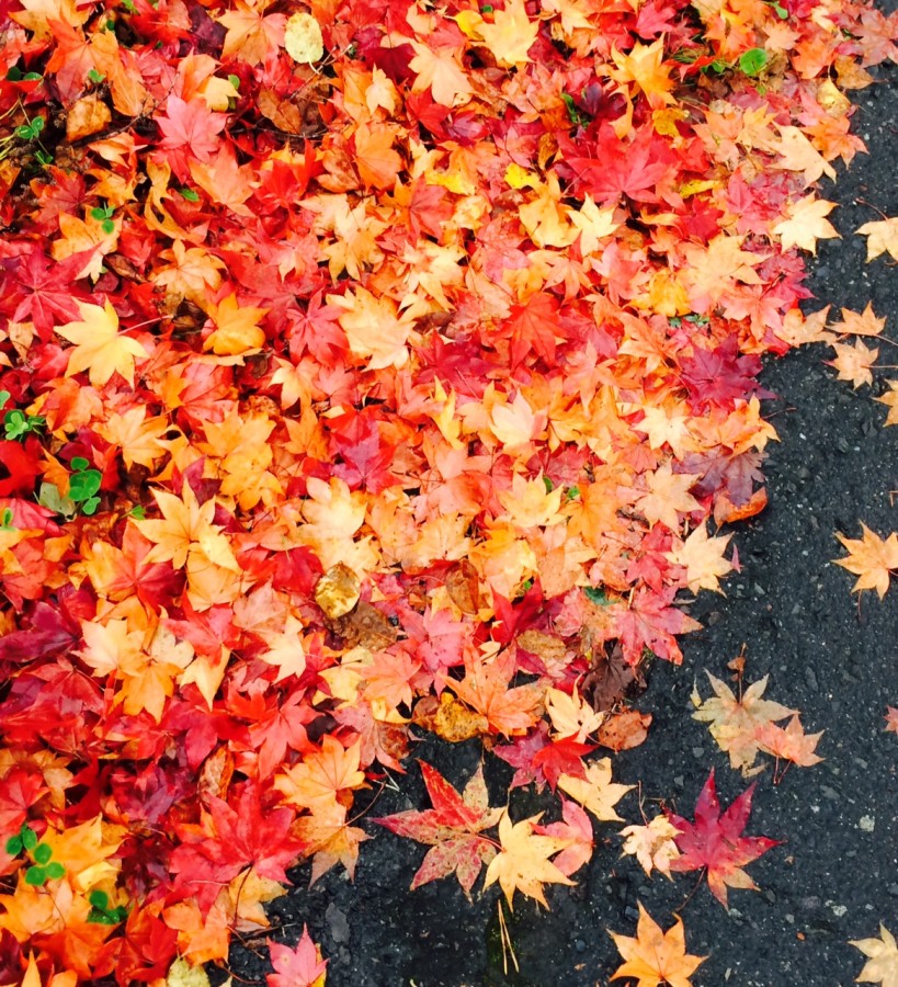 12/6~12/11企画写真展開催